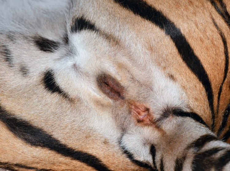 Коты и кошки в брачный период