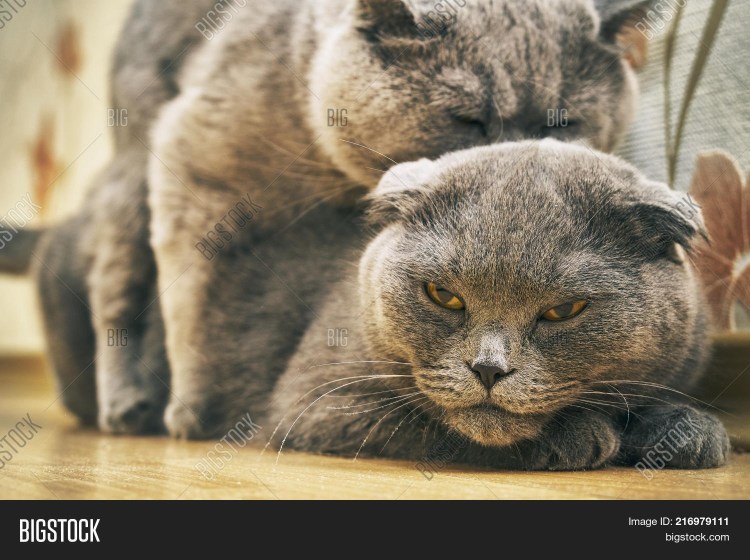 Кошки спариваются