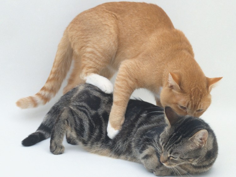 Лев и львица спаривание