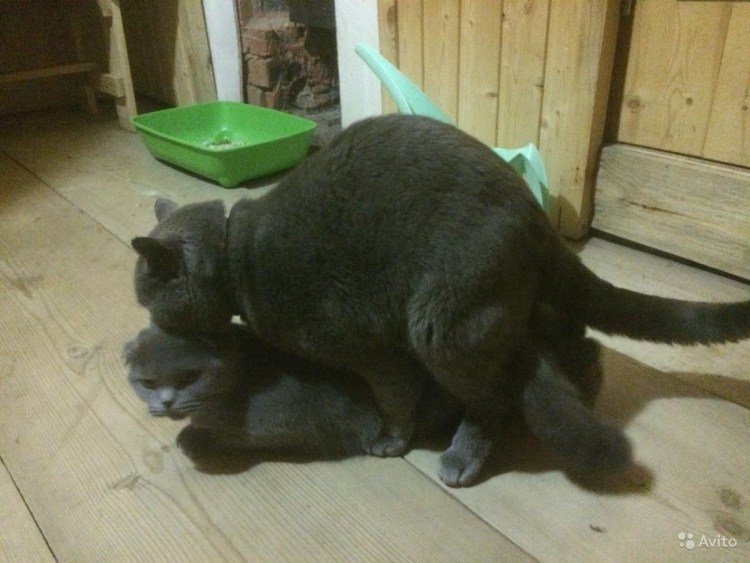 Кошачья любовь