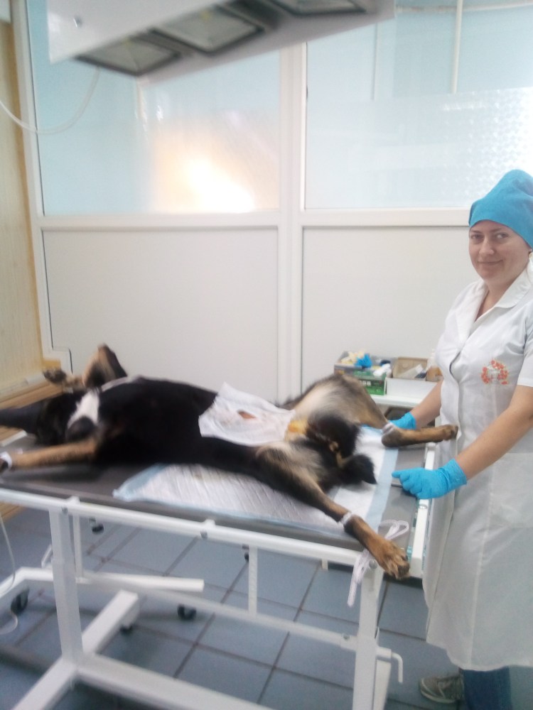 Кастрация котов схема операции