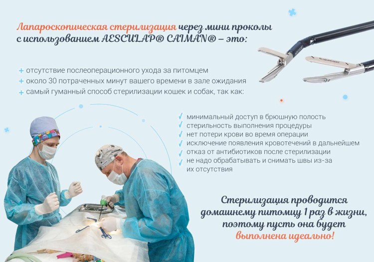 Стерилизация животных