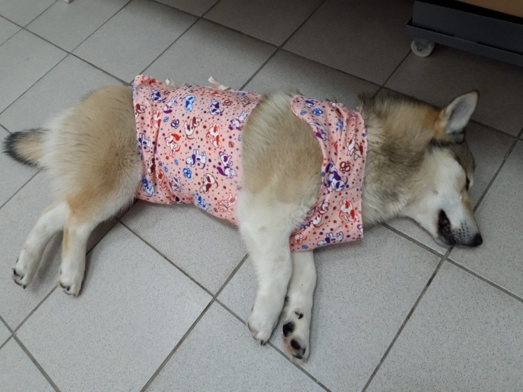 Стерилизация животных