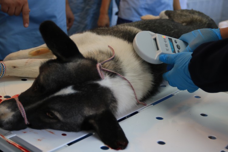 Листовки стерилизация животных