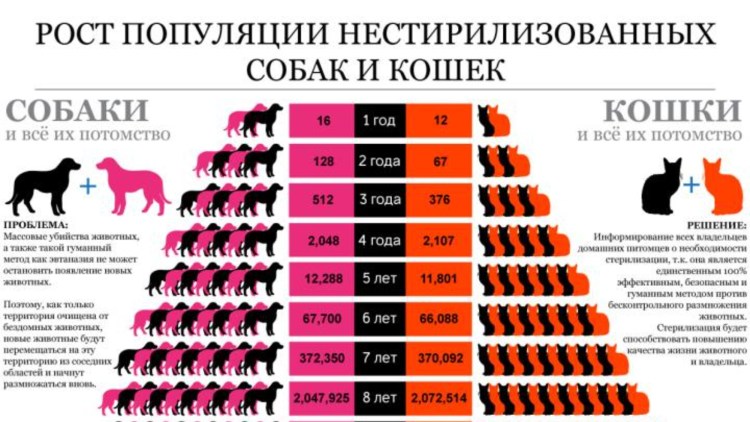 Почему стерилизуют собак