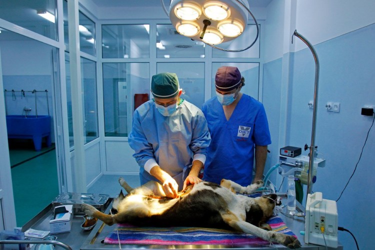 Численность приютов для животных