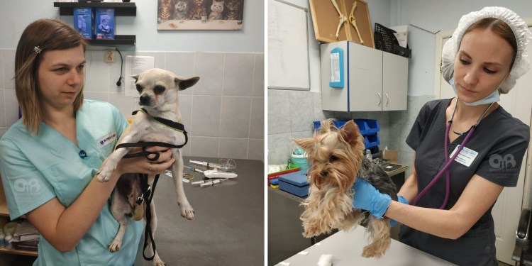 Стерилизация кошек плакат