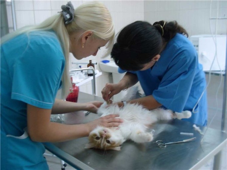 Прививки щенкам схема вакцинации