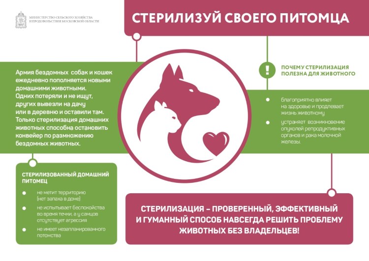 Стилизация собаки