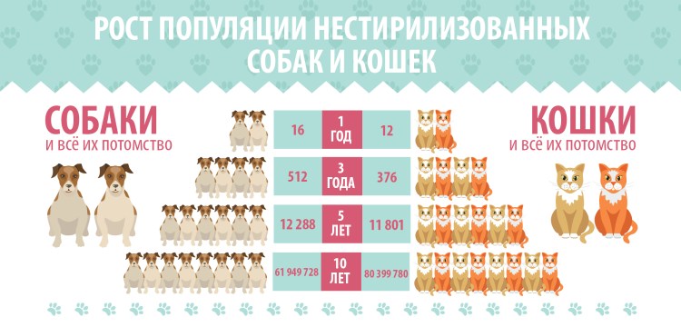 Шов после кастрации кобеля