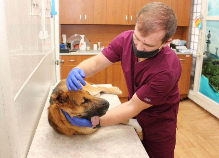 Бездомные собаки у ветеринара