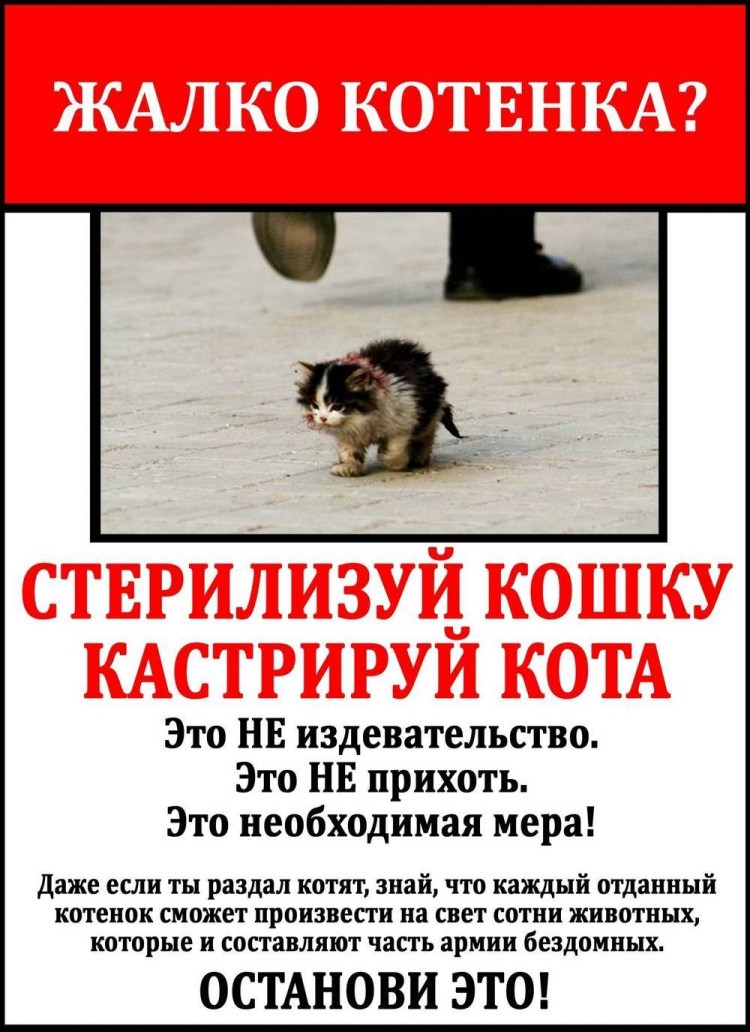 Щенок на операционном столе