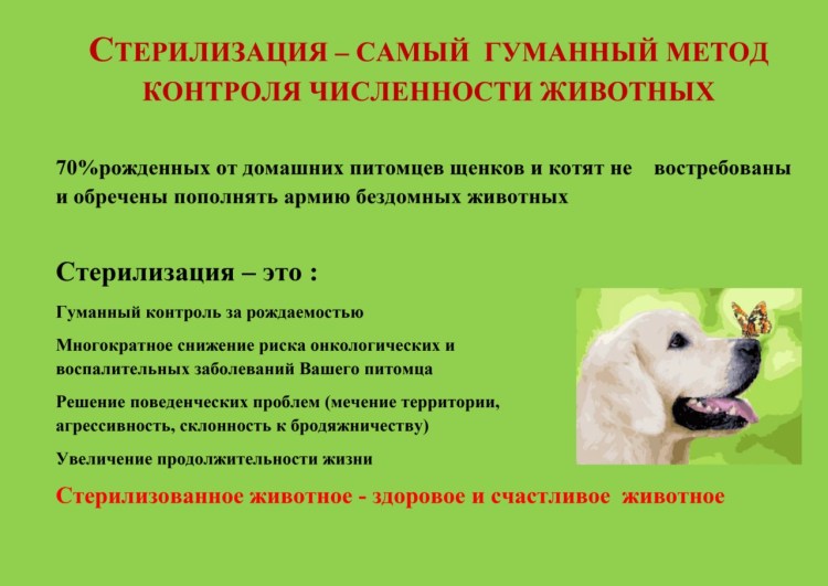 Стерилизация и кастрация животных
