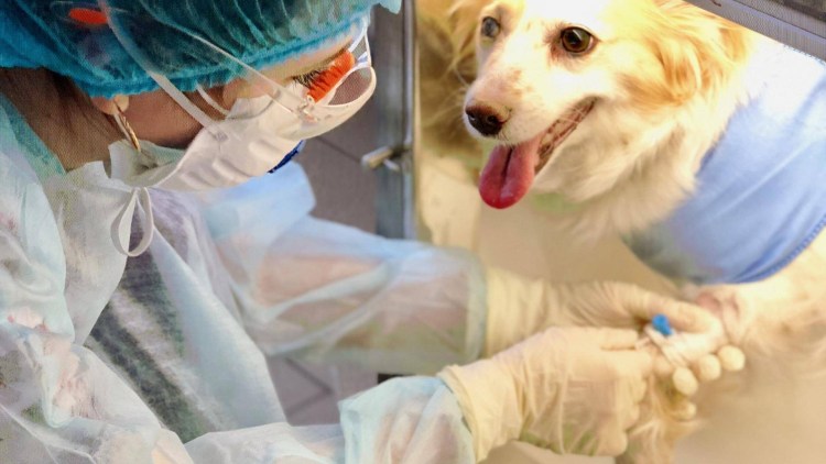 Какие вакцины для прививки от бешенства для собак