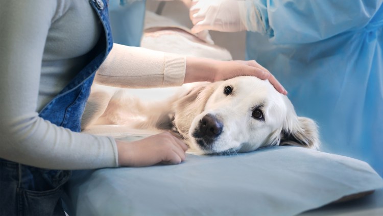 Вакцинация собак