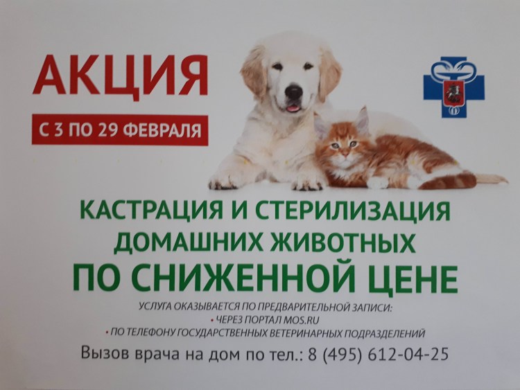 Снижение численности бездомных животных