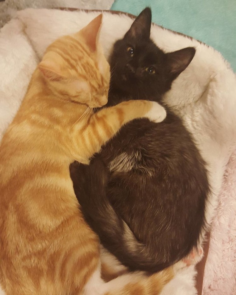 Кошки и собаки