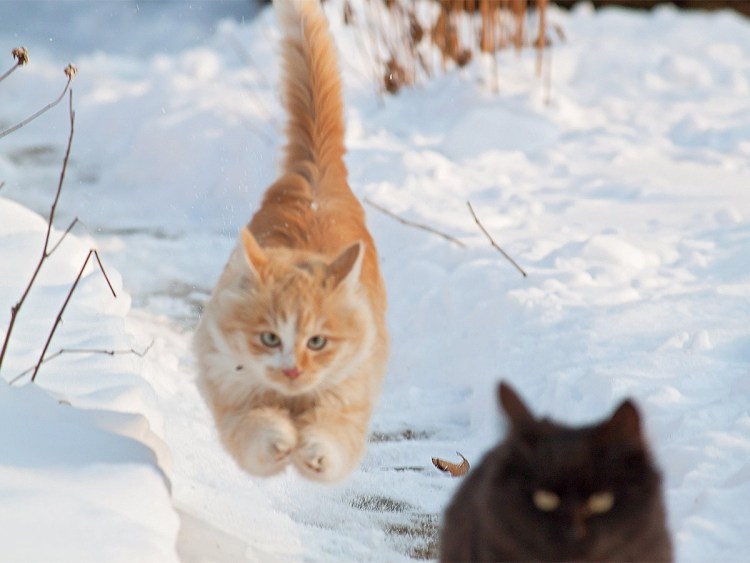 Животные обнимаются