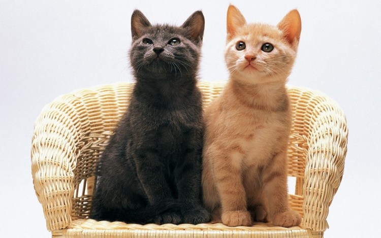 Коты дерутся