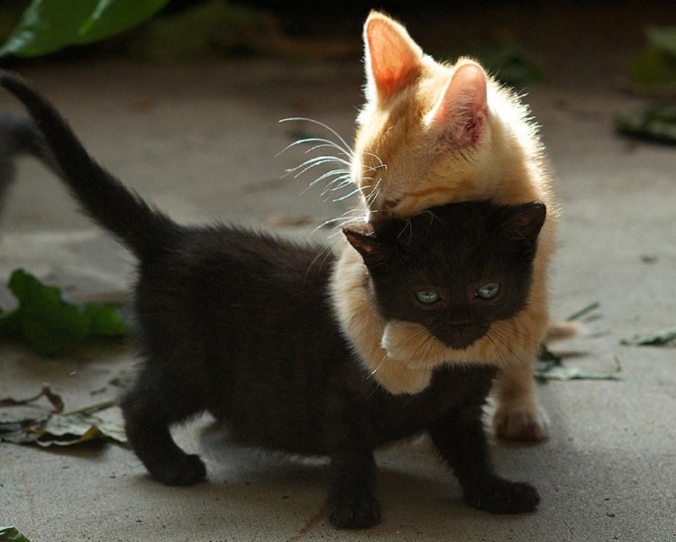 Черно рыжая кошка