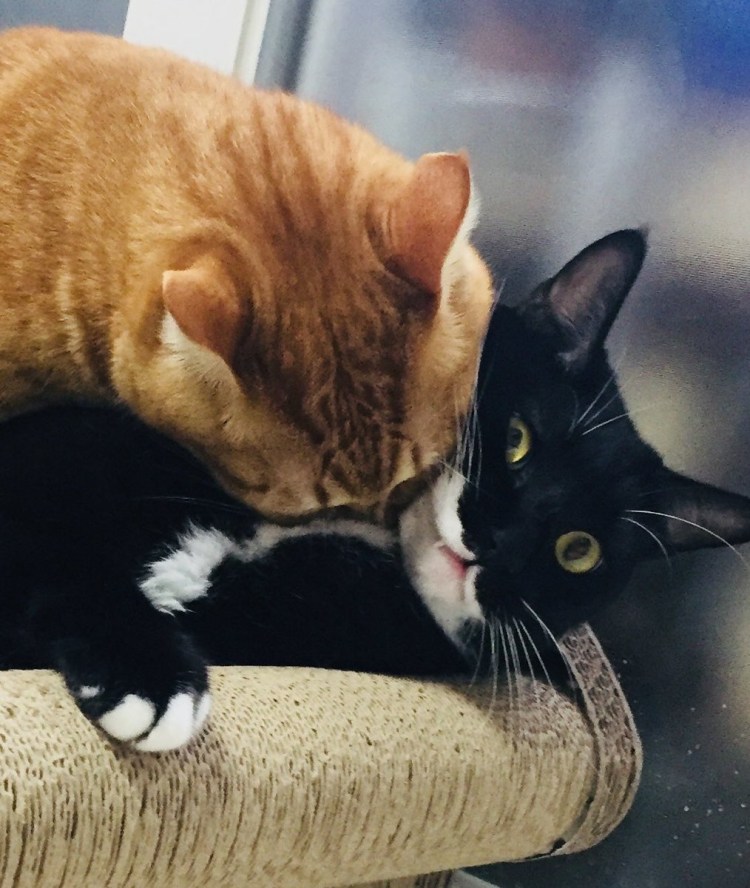 Сиамский близнец кот