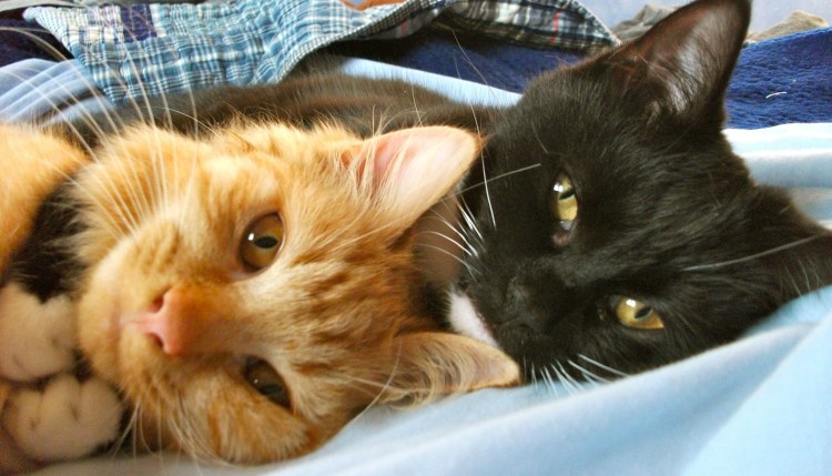 Котик обнимает