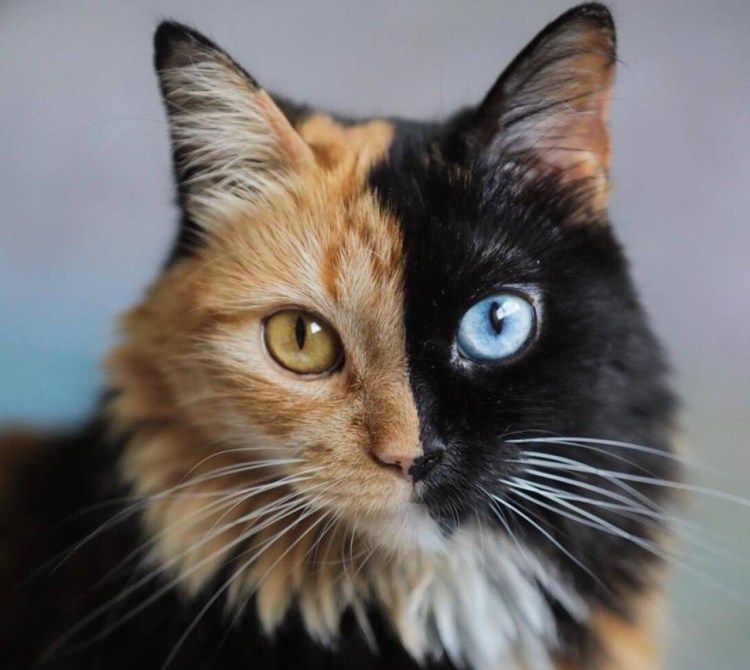 Красивые собаки и кошки