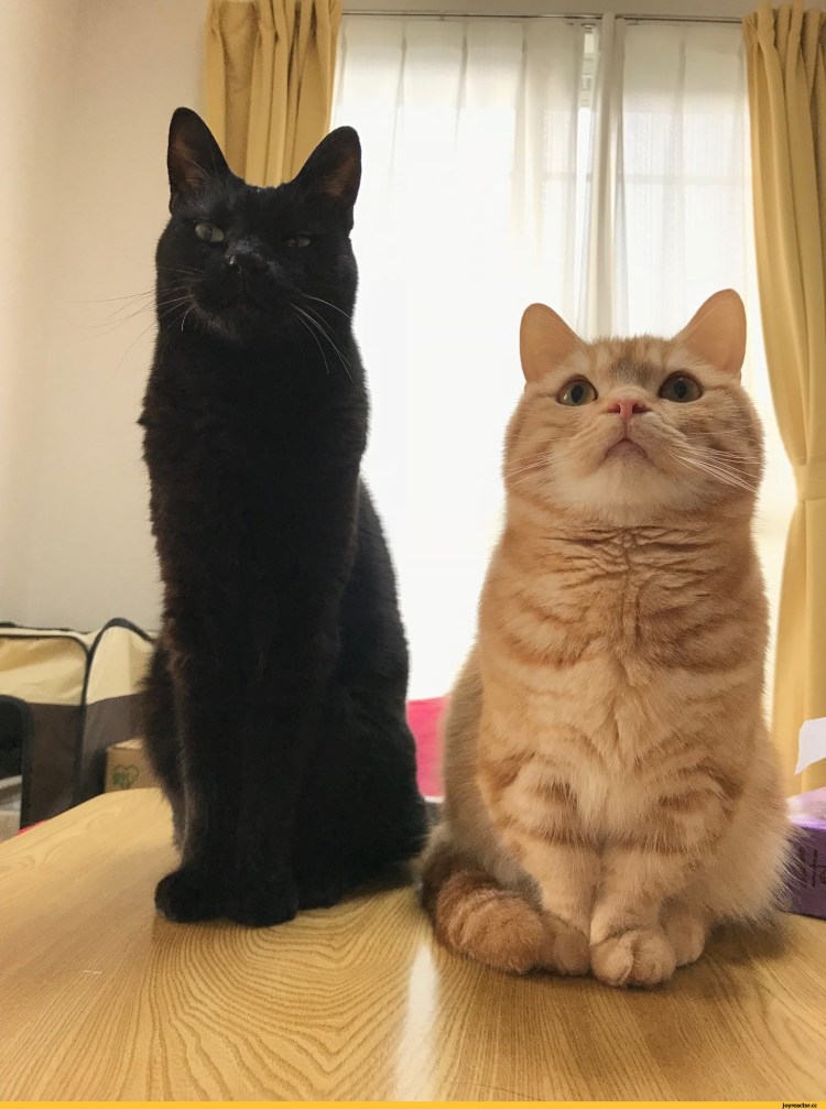 Доброе утро котята в обнимку