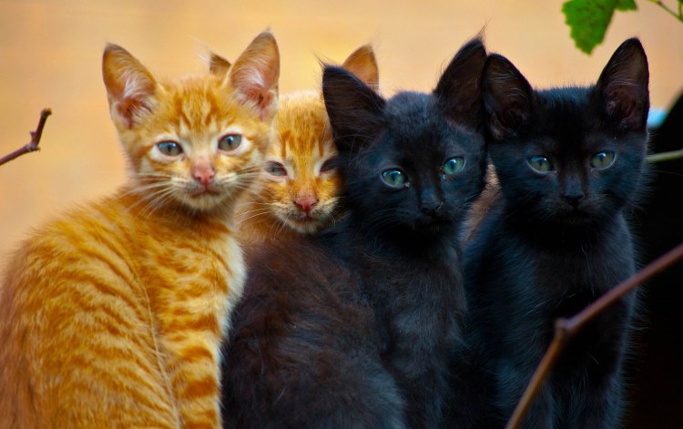 Черный против рыжий кот