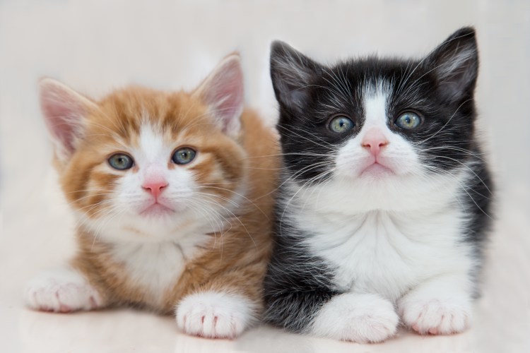 Бомбейская кошка