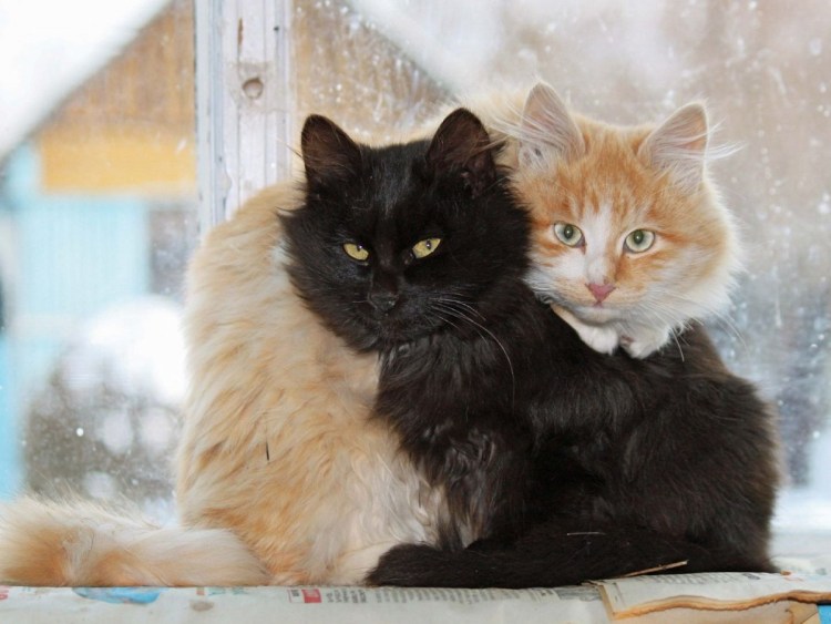 Кошки осенью