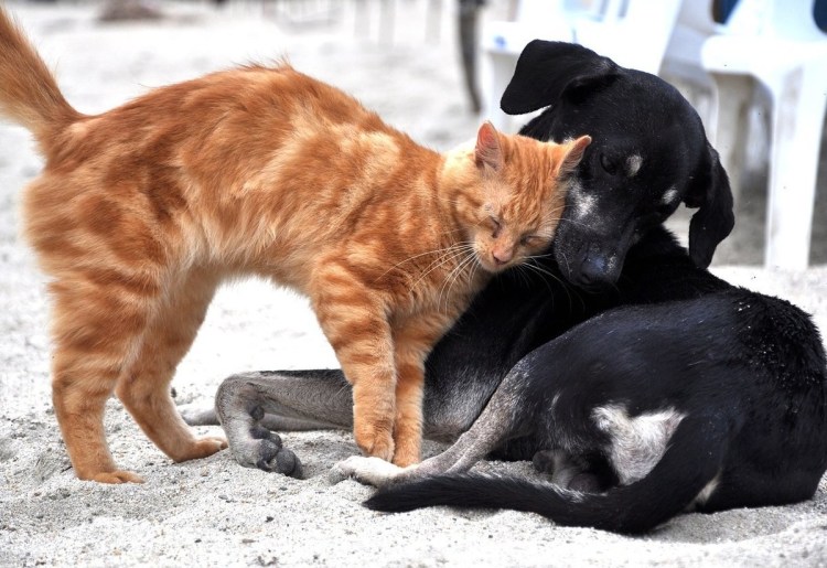Рыжий и черный кот