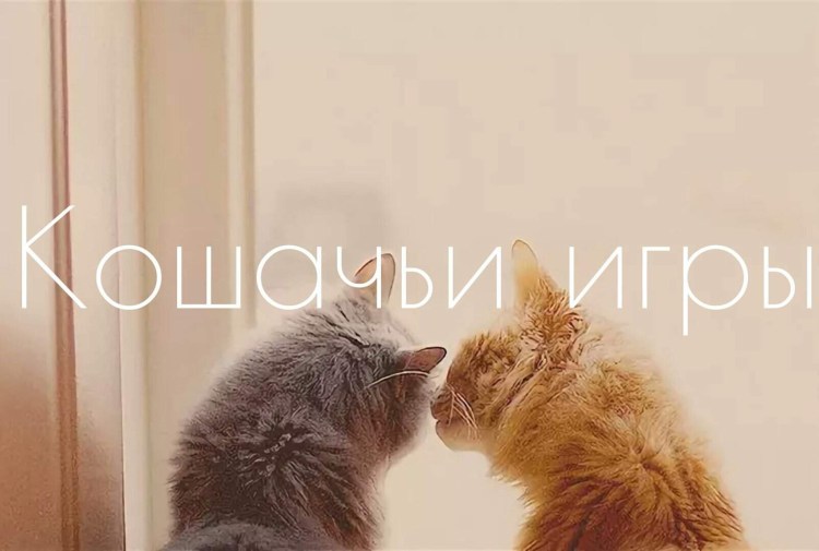 Рыжий и серый кот