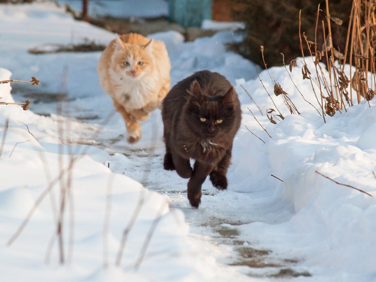 Рыжий и черный кот