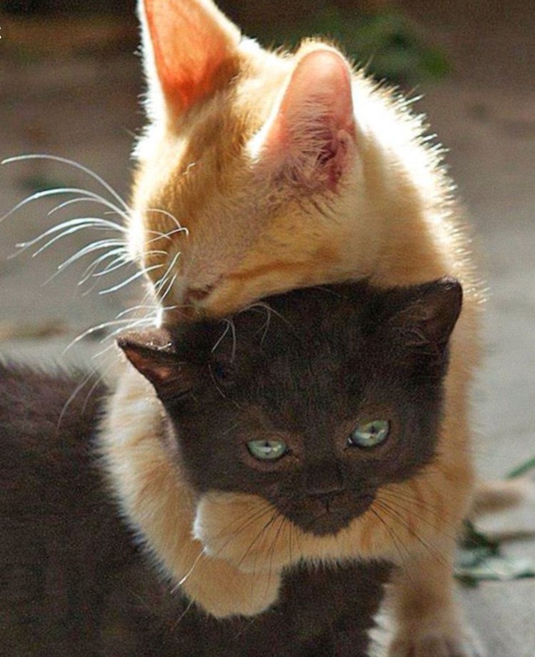 Весна любовь прикольные