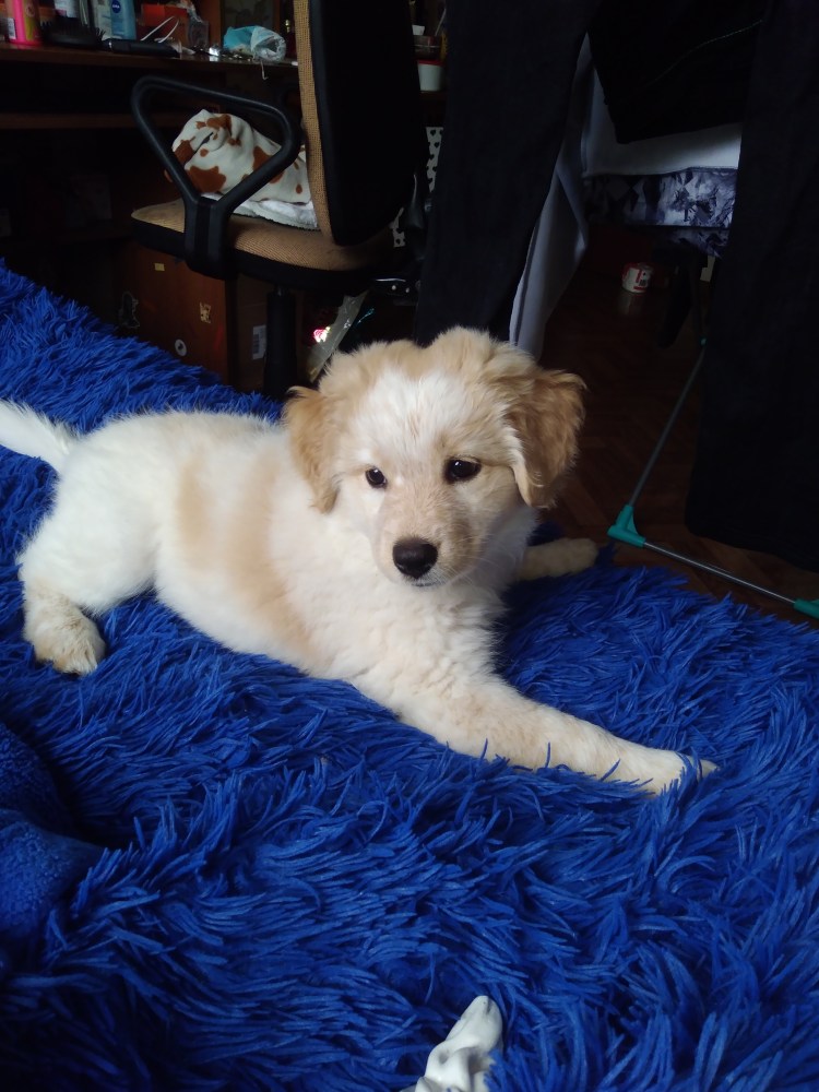 Кокер спаниеля чёрный метис