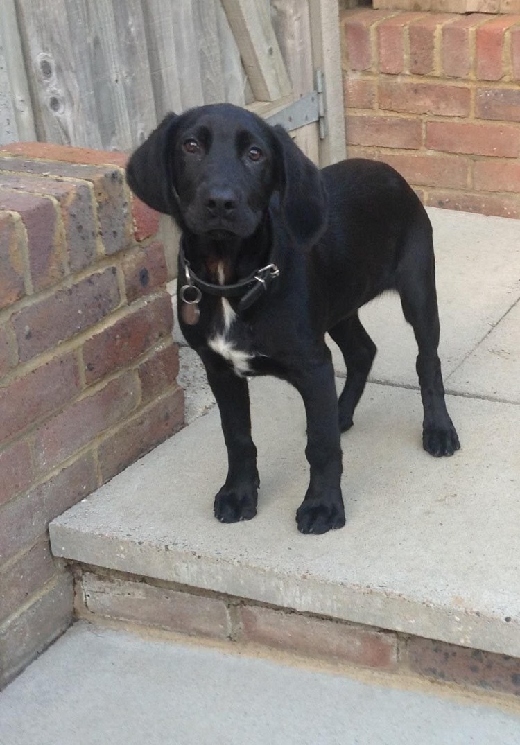 Кокер лабрадор