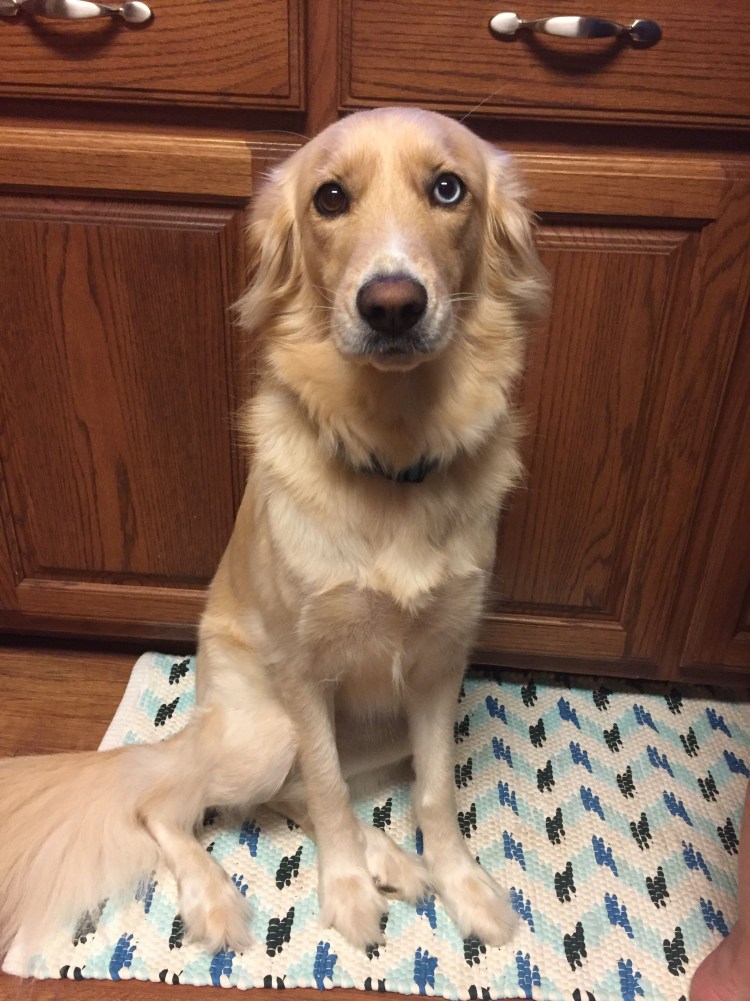 Метис кокер лабрадор