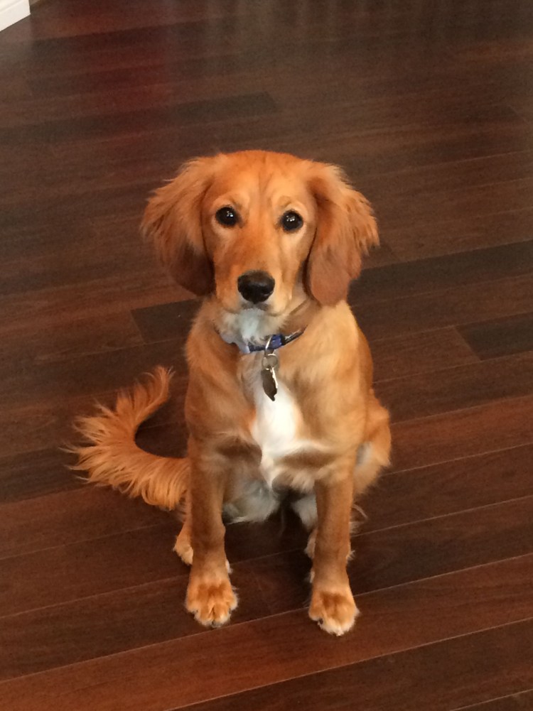 Метис лабрадора и ретривера