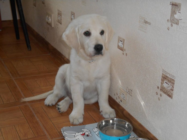 Черный щенок метис лабрадора