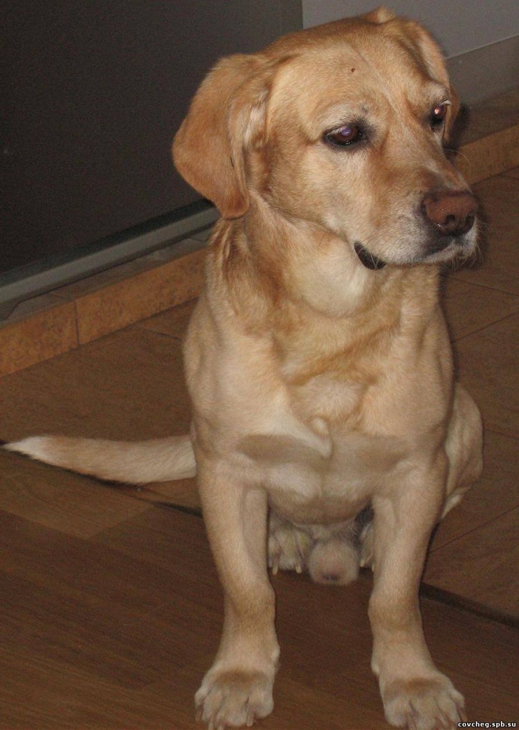 Кокер лабрадор