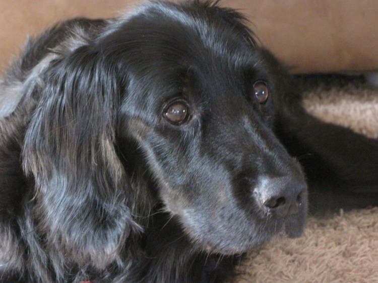 Щенки английского кокер спаниеля