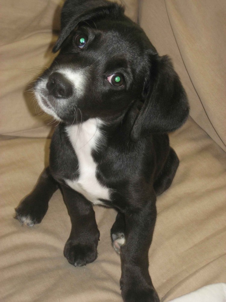 Метис лабрадора и дворняги