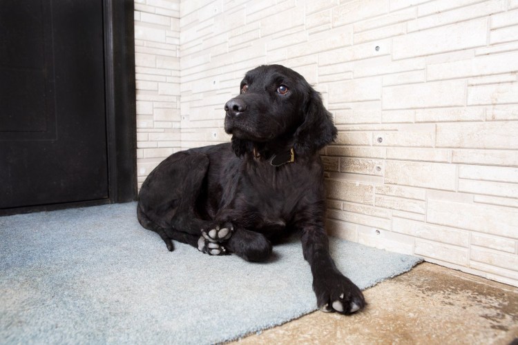 Метис лабрадора и спаниеля черный