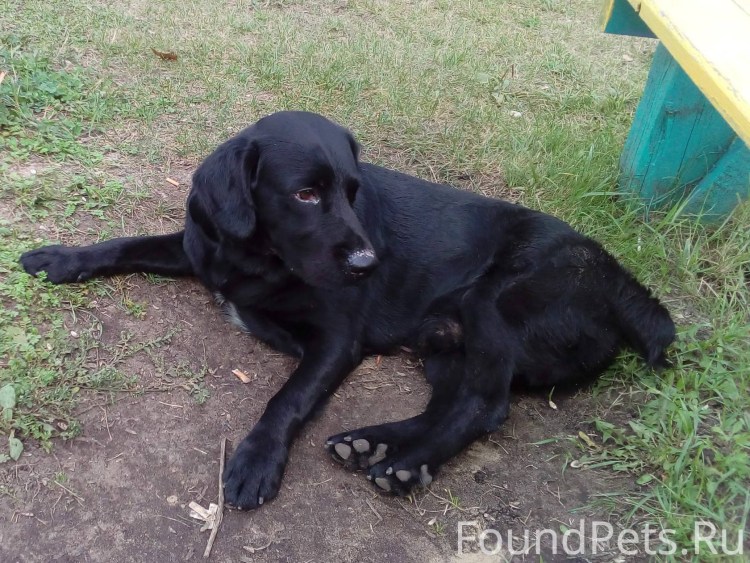 Метис кокера