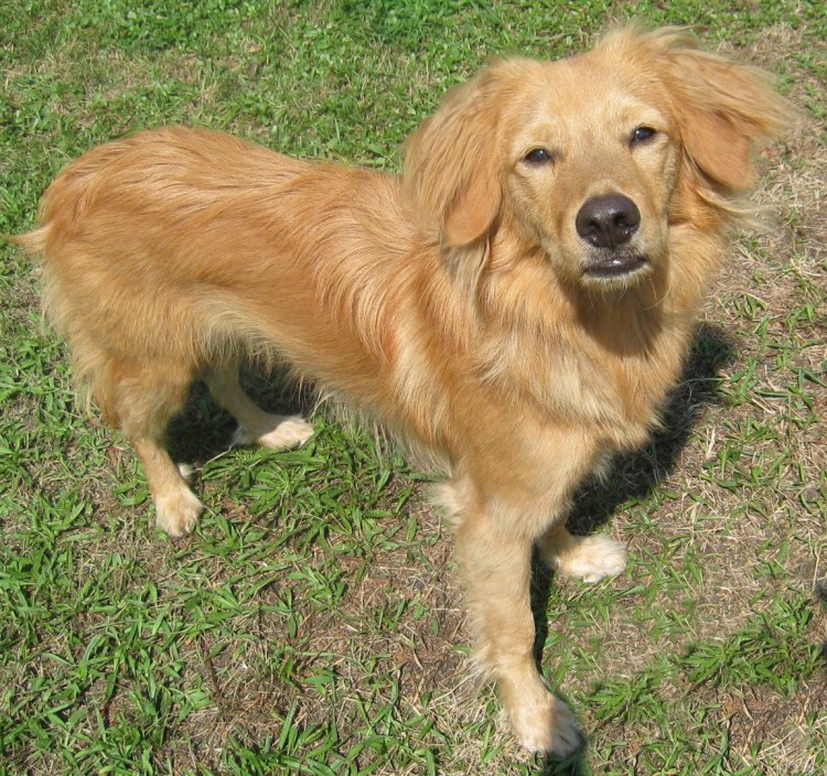 Метис кокер лабрадор