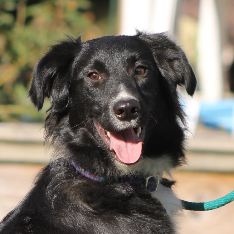 Черный кокер спрингер спаниель