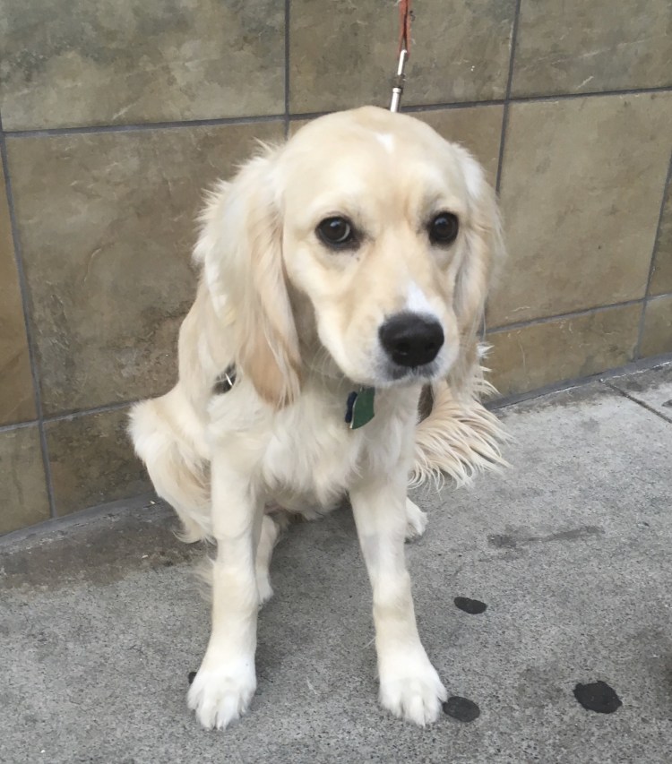 Золотистый кокер ретривер