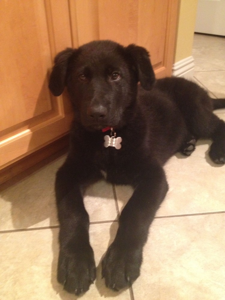 Такса и золотистый ретривер