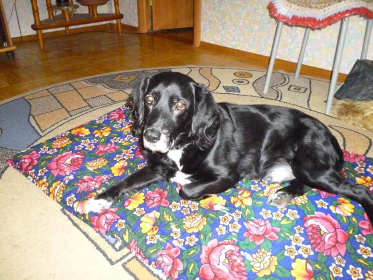 Золотистый ретривер гладкошерстный